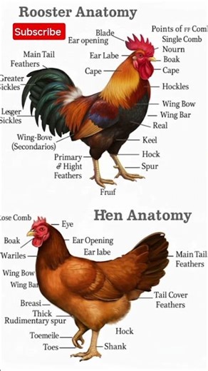 ✨ Know Your Chickens ✨: Detailed Anatomy of Roosters and Hens
