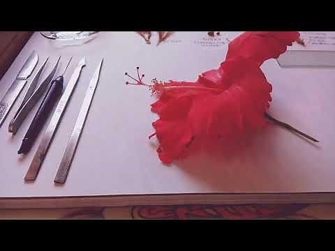Dissection of Hibiscus flower 🌺
