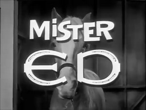 9.2K views · 237 reactions | A horse is a horse, of course of course! Mister Ed, het sprekende paard, was in de jaren 60 een populaire verschijning op de buis. Is Mister Ed voor u nostalgie? #ONS #zender #omroep #nostalgie #MisterEd #paard #serie | ONS | Facebook