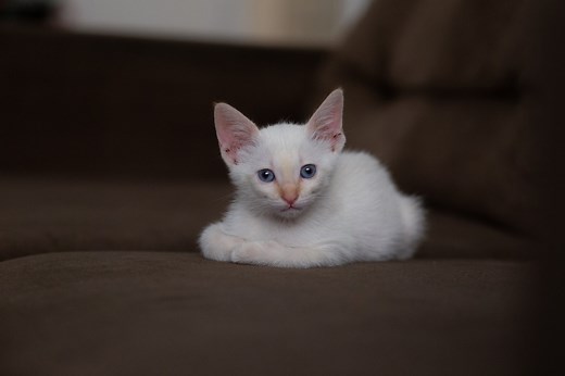 When do kittens’ eyes change colors? The answer is so cool – here’s what to know