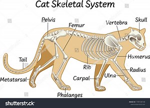 Science Cat Skeletal System Illustration Stock Vector (Royalty Free) 1789168148 | Shutterstock