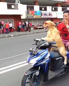 29K views · 1.3K reactions | Dog takes his owner for a ride. | Gfycat | Facebook