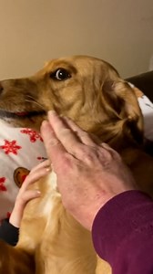306K views · 10K reactions | This dog owner tries desperately to get hidden items out of her dog's mouth 藍 | Furry Tails | Facebook