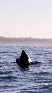 10K views · 623 reactions | With his belly full and his family close,...