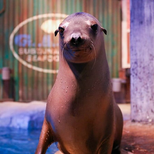 California Sea Lion Webcam | Live from Georgia Aquarium | Visit Today
