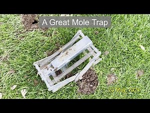 A Great Mole Trap