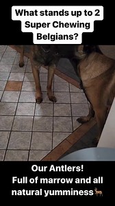 Oh deer歷our antlers are all-natural goodness for your dogs! Just check out @lifewwithkovidanddelta getting in on them! #belgianmalinois #superchew #antler | Best Bully Sticks | Facebook