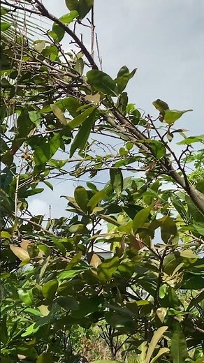 Trăng về thôn dã #trending #khánhlinh #nhactrutinh #bolero #nature #miềntây #short