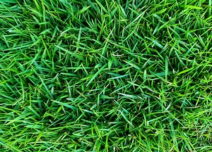 Zoysia Grass vs Bermuda Grass: What Are Their Differences?