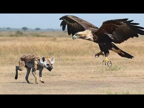 The WORST Eagle Attacks in History