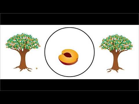 How do plants use cones to reproduce?