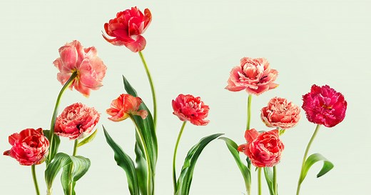 Turn store-bought flowers into a beautiful Mother's Day bouquet!