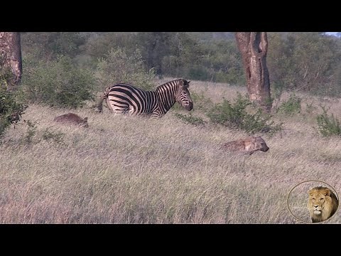 Amazing - Zebra Attack Hyenas