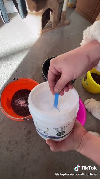 Christmas Horse Feeding Routine 2020