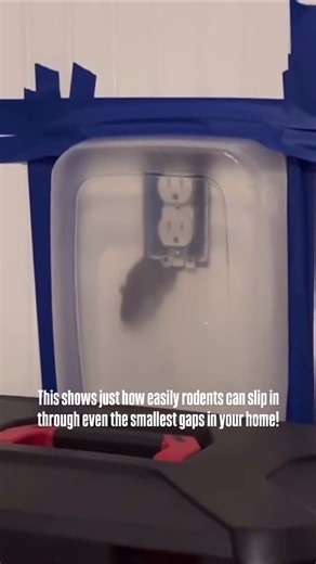 ABC Pest Control 🪳 on Instagram: "A clear reminder that tiny openings are all it takes for rodents to get inside! 📞 Call us: 727-546-8787 🌐 Visit: abc-pestcontrol.com 🛍️ Retail Store: 13275 66th Street N. Largo, FL #PestControl #PestControlService #TermiteControl #BedBugs #RodentControl #PestManagement #BugFree #PestControlTips #PestInspection #SafePestControl #TampaBay #TampaFlorida #TampaBayLiving #TampaBusiness #FloridaPestControl"