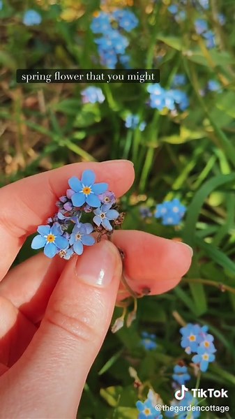 Forget-Me-Not Flowers: A Guide to Planting and Care