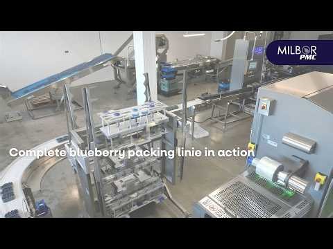 Complete blueberry packing linie in action | Milbor PMC
