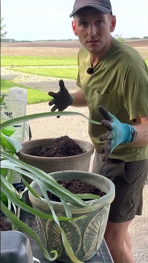 How to Plant Ferns! 🪴 || Wyse Guide