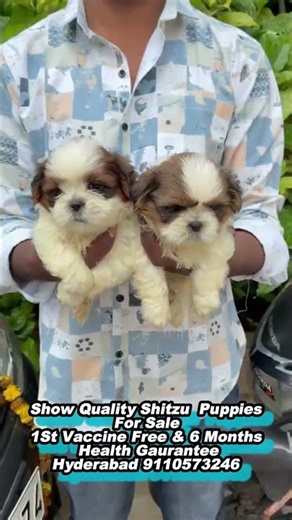 #shihtzu Puppies for sale in Hyderabad #dogbreed