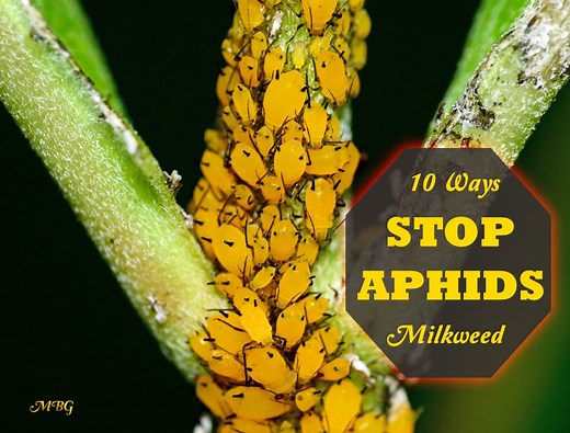 How To Control Aphids On Milkweed Plants- Monarch Butterfly