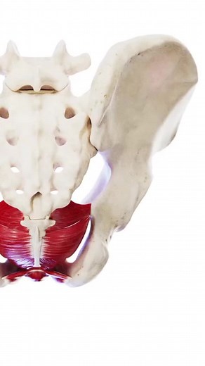 Pelvic Muscles. / Мышцы таза. #ягодицы #мышцытазовогодна #pelvicfloormuscles #anatomy #fitness #фитнес #анатомия #мышцы #muscles