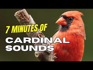 Pure Northern Cardinal Sounds (No Music, No Talking)
