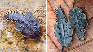 8.7K views · 473 reactions | Trilobite Beetle 者 A Real-Life Living Fossil! With its ancient, armor-like body, this rare insect looks like it’s stepped out of the dinosaur age. Found in tropical rainforests, the females, much larger than males, resemble miniature trilobites, while males transform into beetles. A fascinating glimpse into Earth’s evolutionary history! #beetle #insects #beetles #livingfossil #trilobites #trilobitebeetle | 1 Minute Animals | Facebook