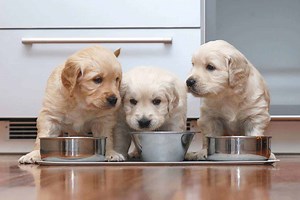 Complete puppy nutrition guide: Essential steps to healthy growth