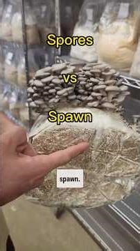 Mushroom spores vs. spawn: What's the difference?