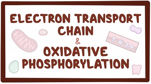 Electron transport chain and oxidative phosphorylation: Video, Causes, & Meaning | Osmosis