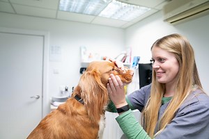 Sevenoaks Veterinary Emergency Service