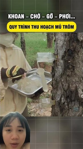 How to harvest Tragacanth gum in China