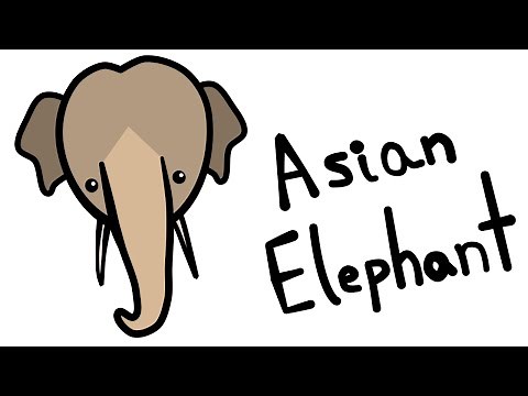 Cute and Quick 2.0: How to Draw an Asian Elephant