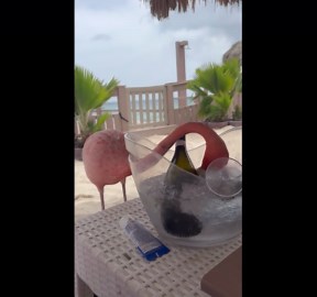 Flamingo Gets Brain Freeze From Shared Ice Water