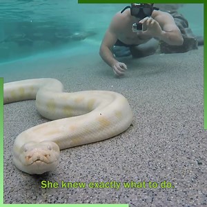 3.8M views · 14K reactions | Swimming with a Giant Python Snake! | Kamp Kenan | Facebook