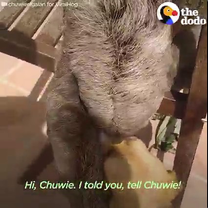 Beagle very slowly wins over this rescued sloth by acting just like him — and it finally pays off when the sloth snuggles with him! 💓 | Odd Couples by The Dodo