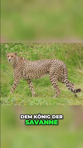 Gepard: Der Ungeschlagene König der Geschwindigkeit
