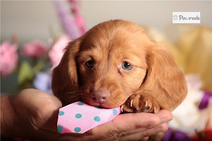Mini Dachshund for Sale | Puppies | Pawrade.com