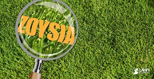 Zoysia Grass in Focus
