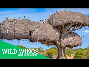 30 Unique Bird Nests You Won’t Believe Were Made by Birds P1 | Bird Documentary | Wild wings