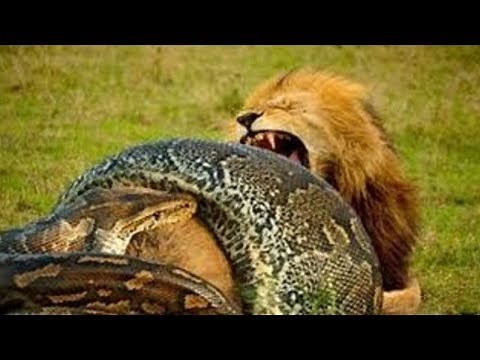 Anaconda vs Lion real Fight To Death - Wild Animals Attack