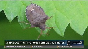 Stink bug invasion: What you can do