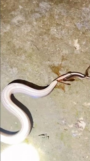 Amazing Moment: Baby Snake Hatching in Nature 🐍✨ #snakelovers #wildlifevideo