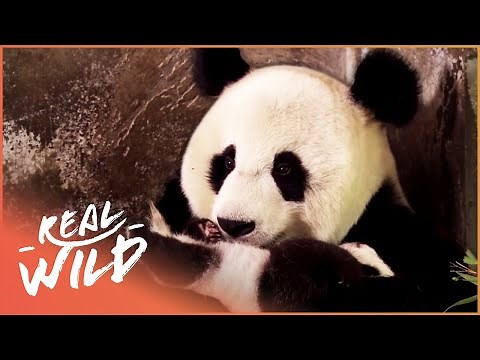 Saving The Endangered Giant Panda | Panda Nursery | Real Wild
