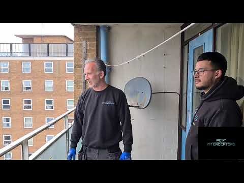 How to Bird proof a balcony against the feral pigeons that have been squatting up there for years.