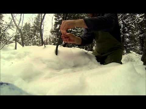 Setting & Checking Rabbit Snares ...!!!