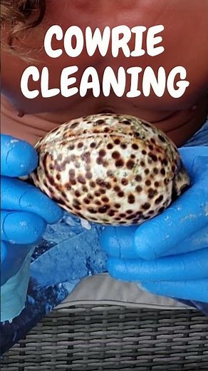 Cowrie Shell Cleaning