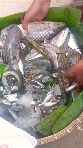 খাল-বিলের কত সুন্দর মাছ