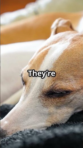 Whippet: The Silent Speedster!