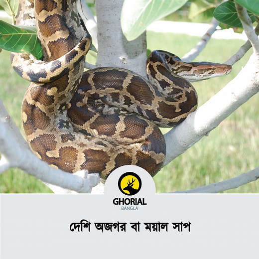 16K views · 368 reactions | Indian python / Python molurus The Indian python is a large python species native to tropical and subtropical regions of the Indian subcontinent and Southeast Asia. It is also known by the common names black-tailed python, Indian rock python, and Asian rock python. | Ghorial Bangla | Facebook